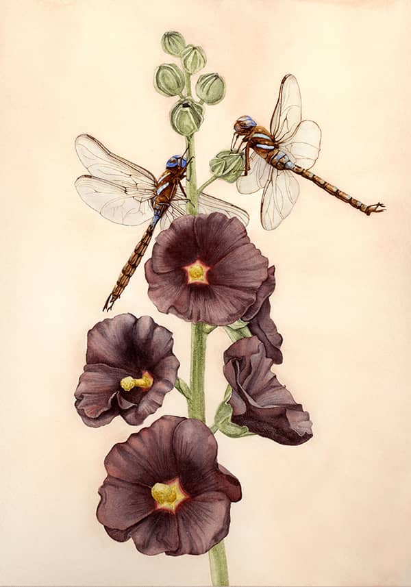 Illustration project by 