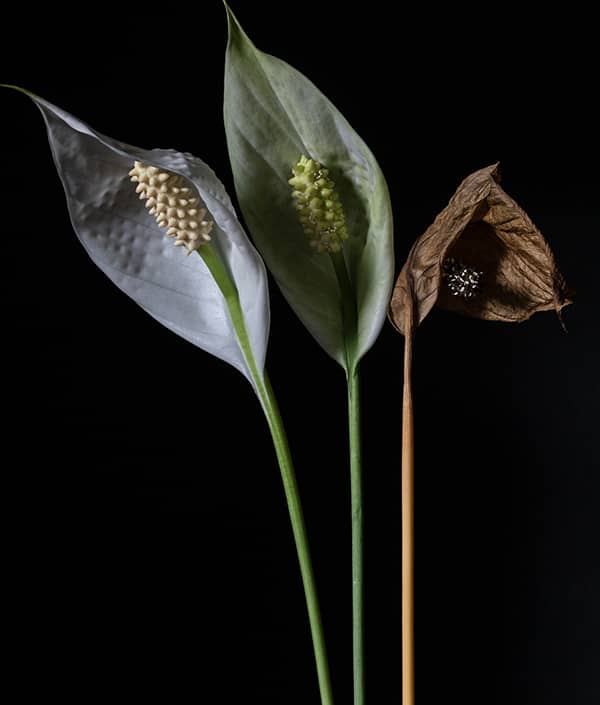 Photography project by 