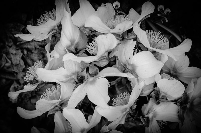 Fine Art project by Michael Chow