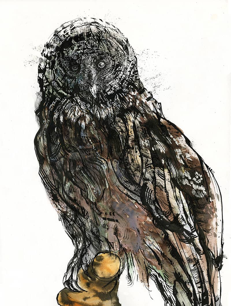 Illustration project by Carol Fabricatore