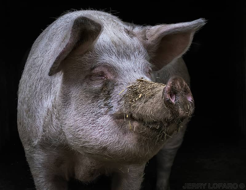 Photography project by Jerry Lofaro