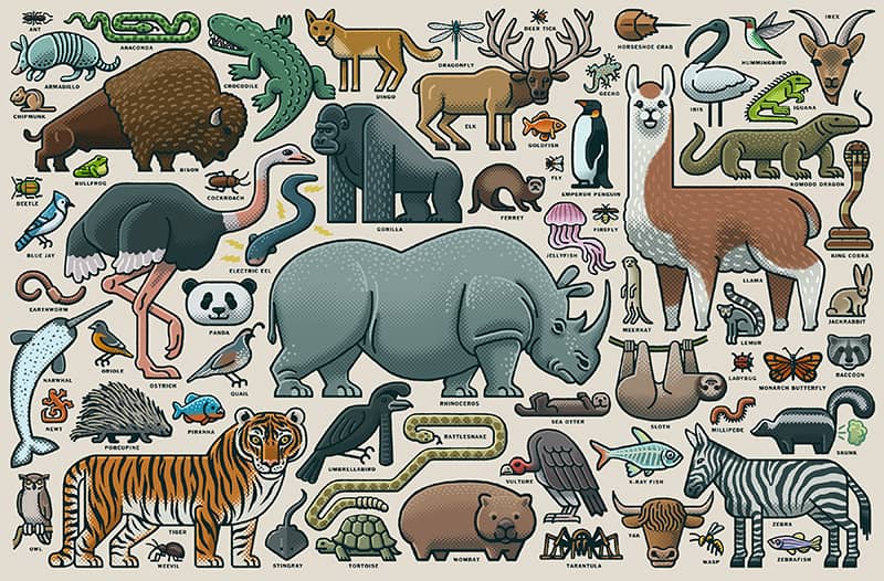 Illustration project by Mario Zucca