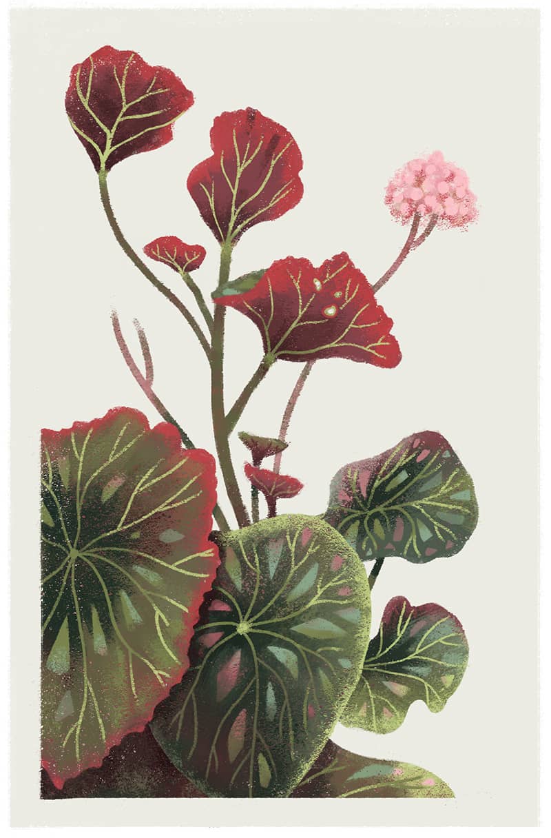 Illustration project by Elizabeth Russo