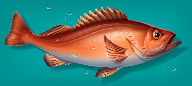 Illustration project by Cherie Sinnen