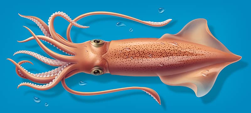 Illustration project by Cherie Sinnen