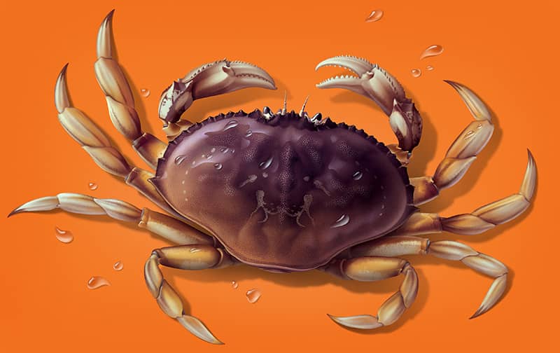 Illustration project by Cherie Sinnen