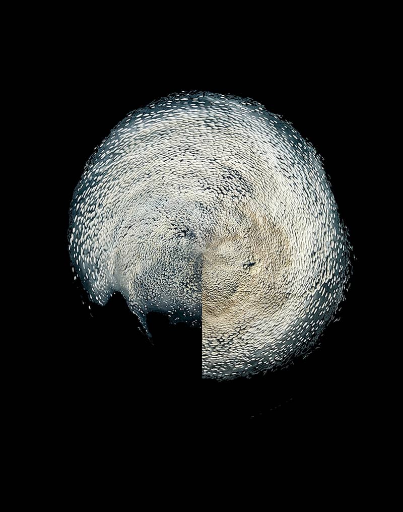 Fine Art project by Ray Koh