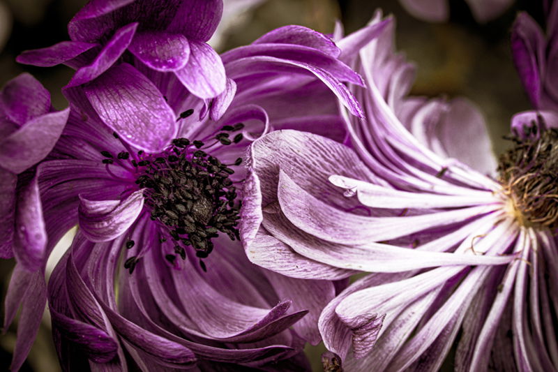 Photography project by Daniel Laurent