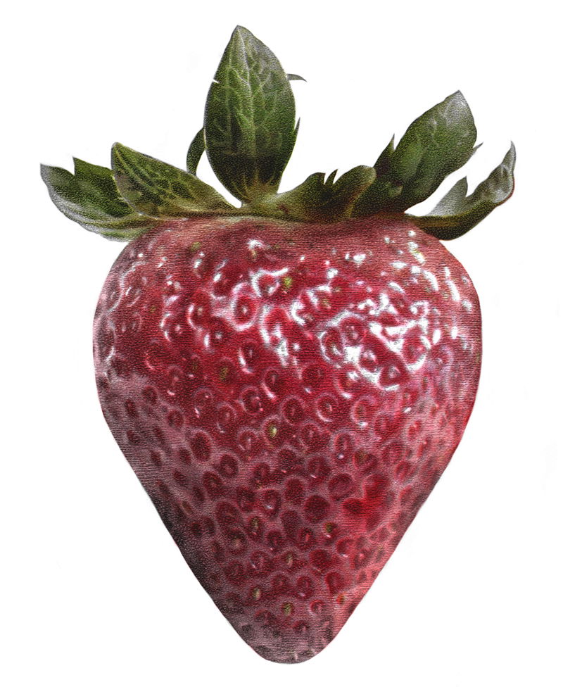 Illustration project by Kate Adams