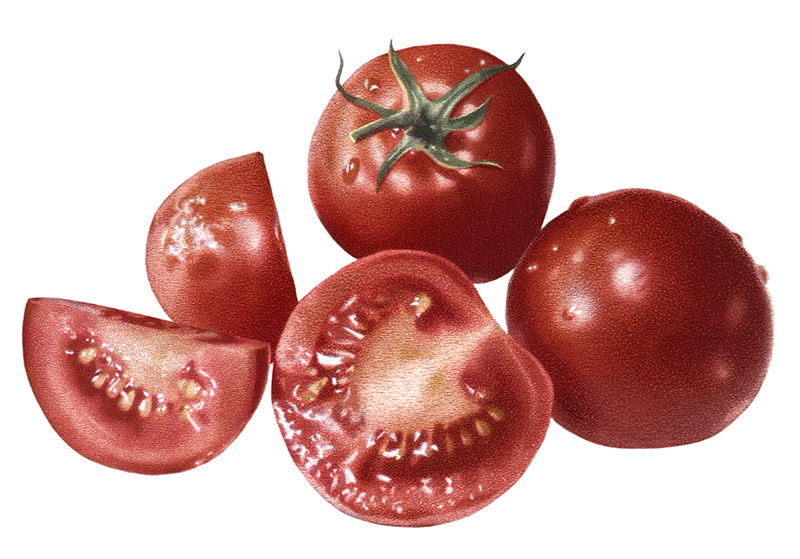 Illustration project by Kate Adams