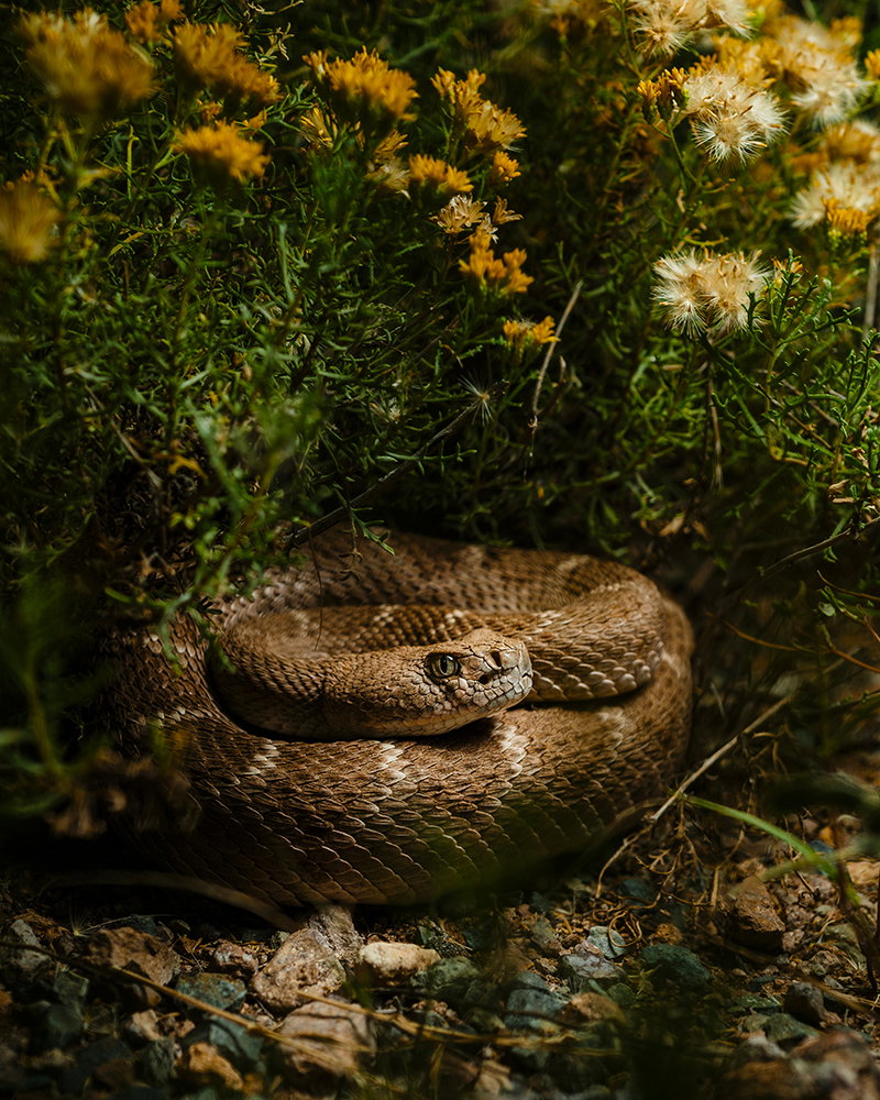 Photography project by Robert Lewis