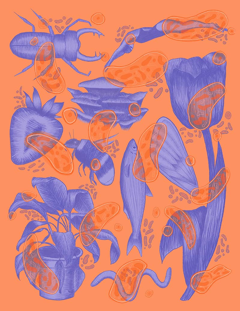 Illustration project by Natalie Fontanez