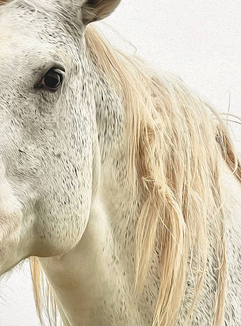 Fine Art project by Thomas Notarangelo