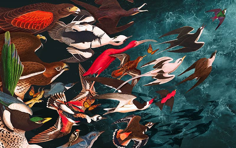 Illustration project by Guillermo Flores 