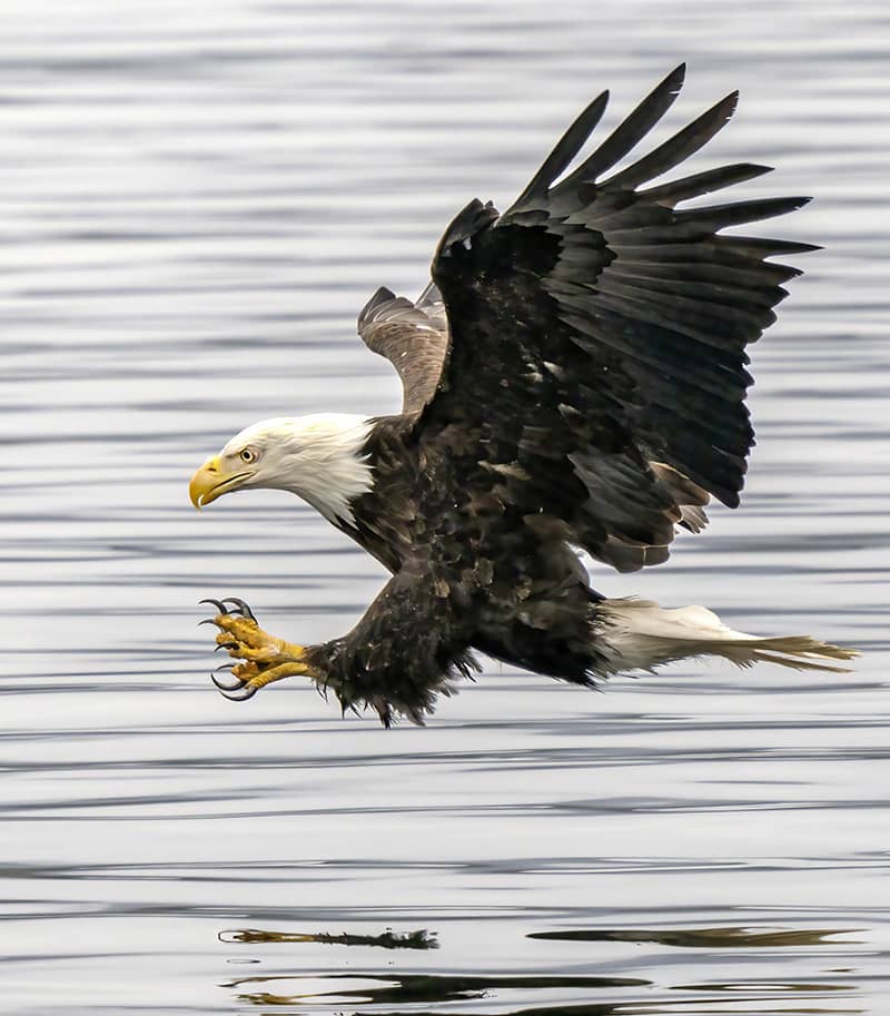 Photography project by Jay Dickman