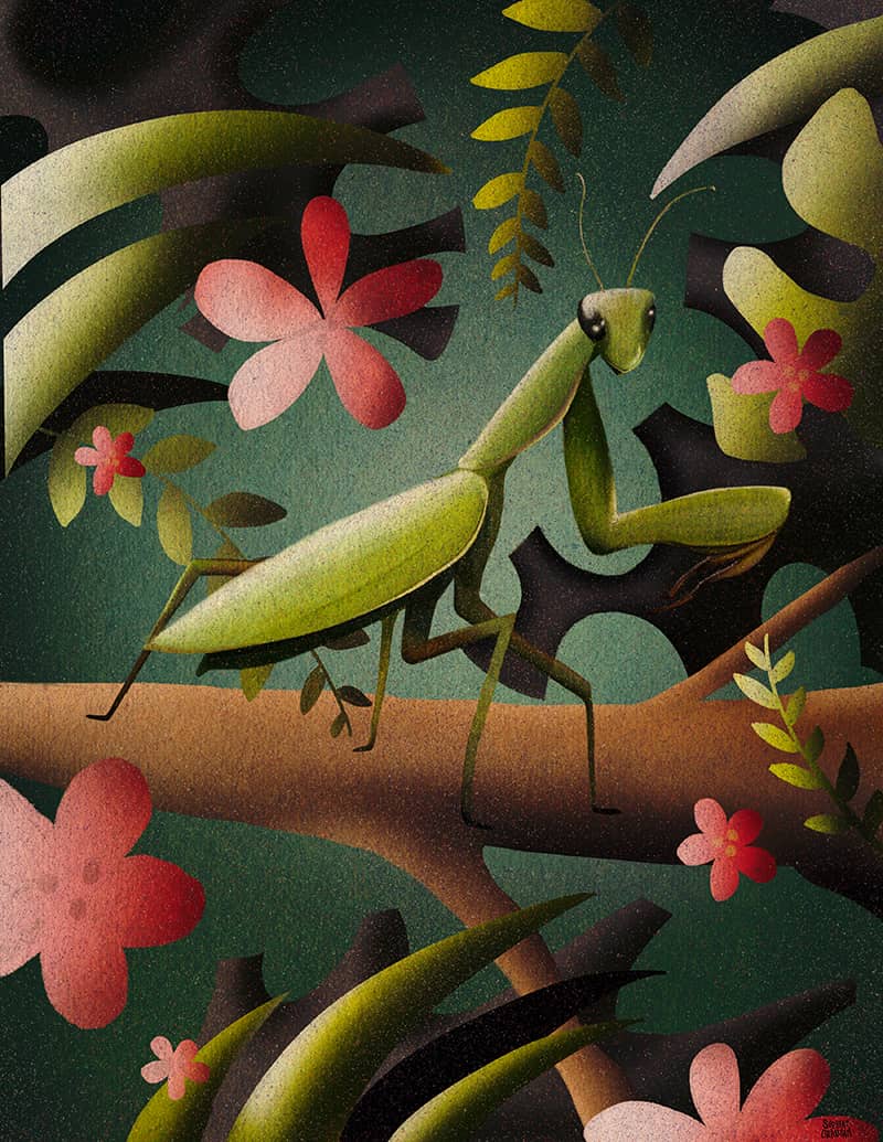 Illustration project by Sophia Grausam