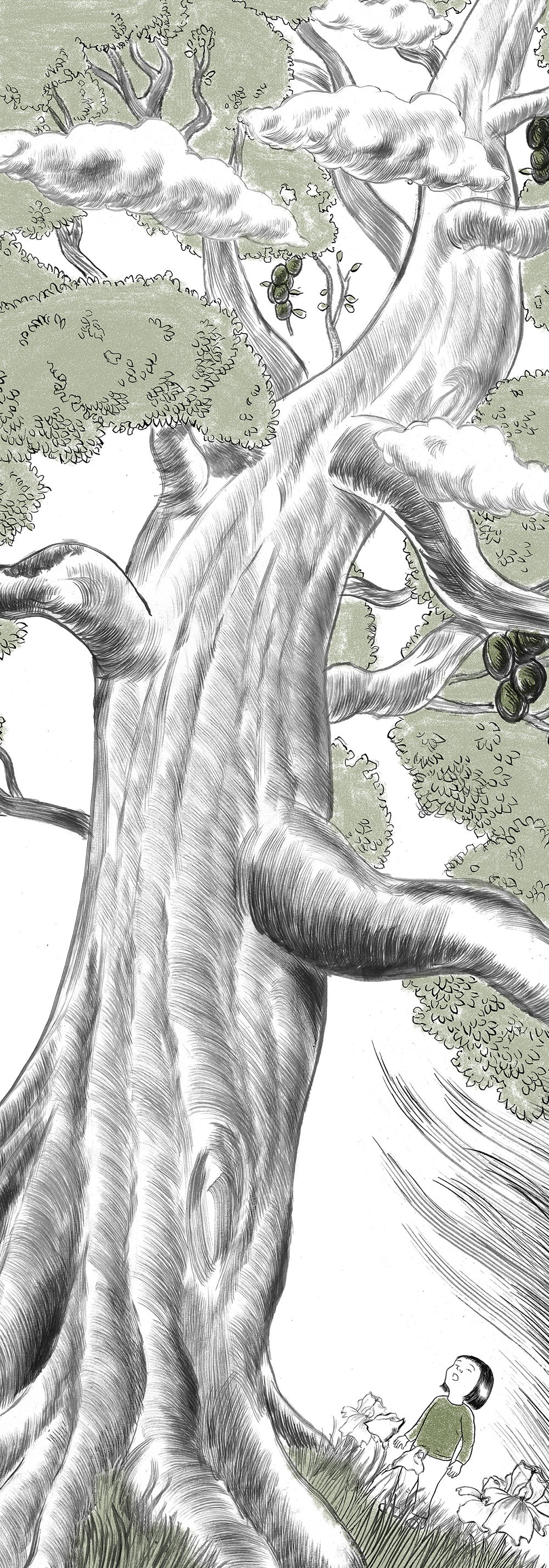 Illustration project by Jed Alexander