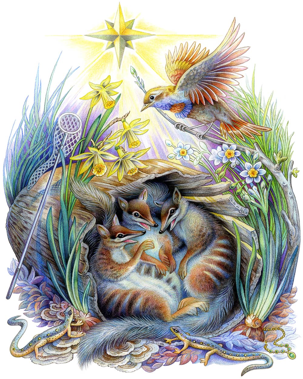 Illustration project by Sylvie Daigneault