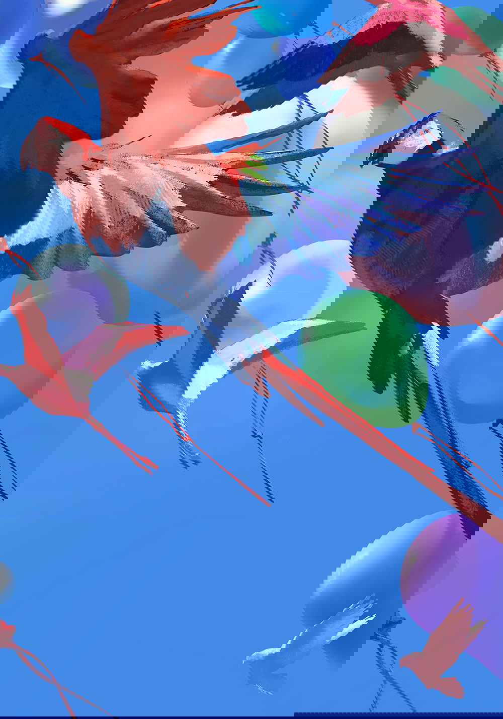 Illustration project by Cheri Wang