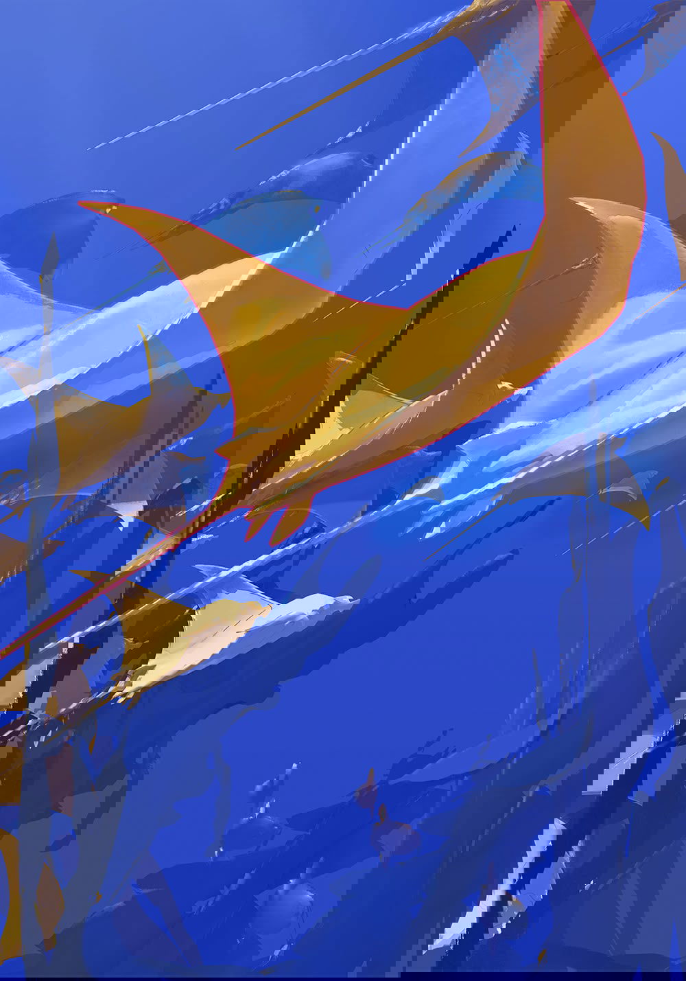 Illustration project by Cheri Wang