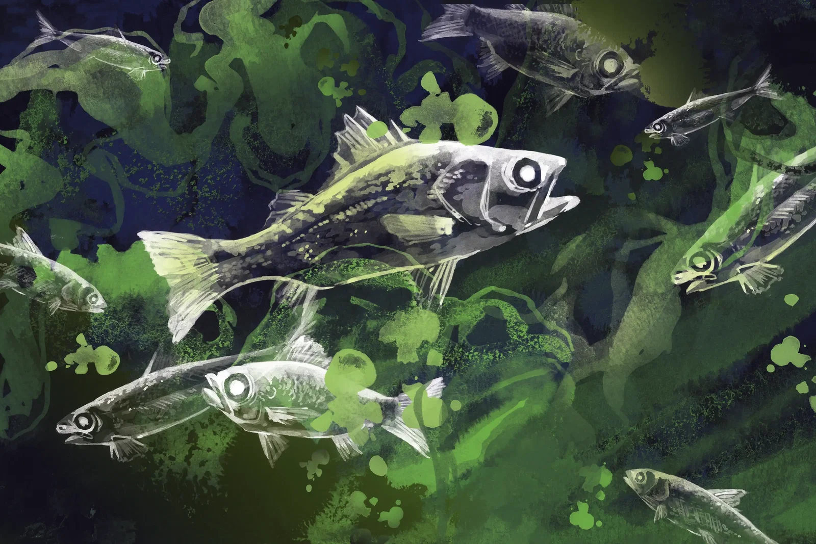 Illustration project by Madison Urbanek