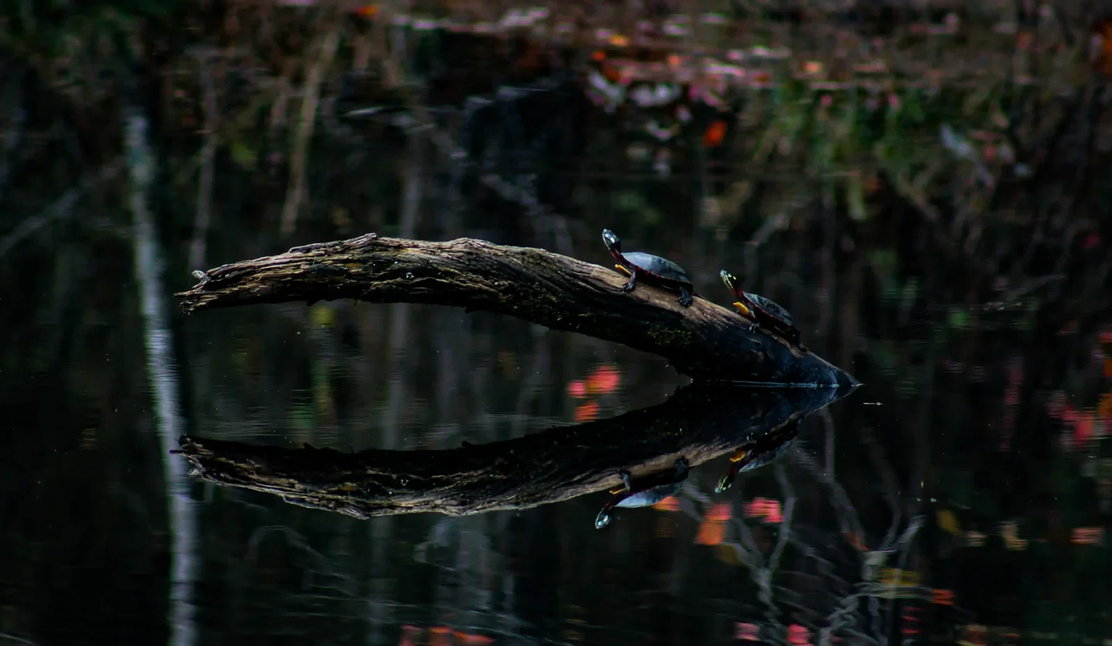 Photography project by Joshua Jordan Sledge