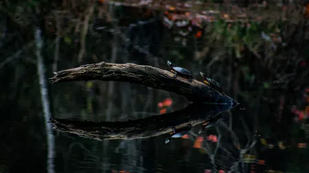 Joshua Jordan Sledge