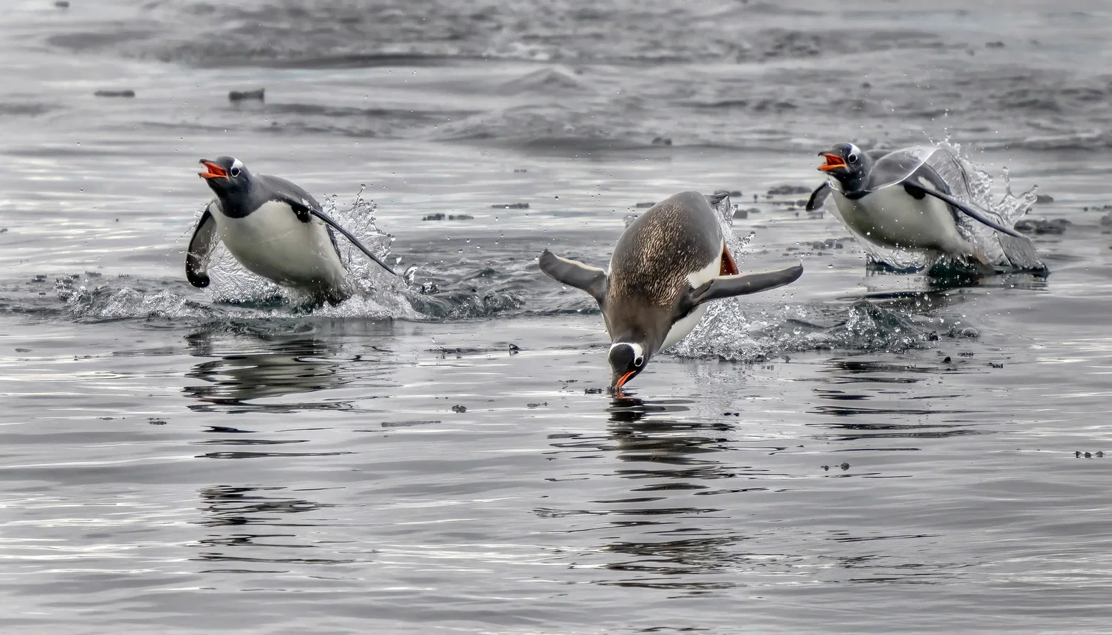 Photography project by Jay Dickman