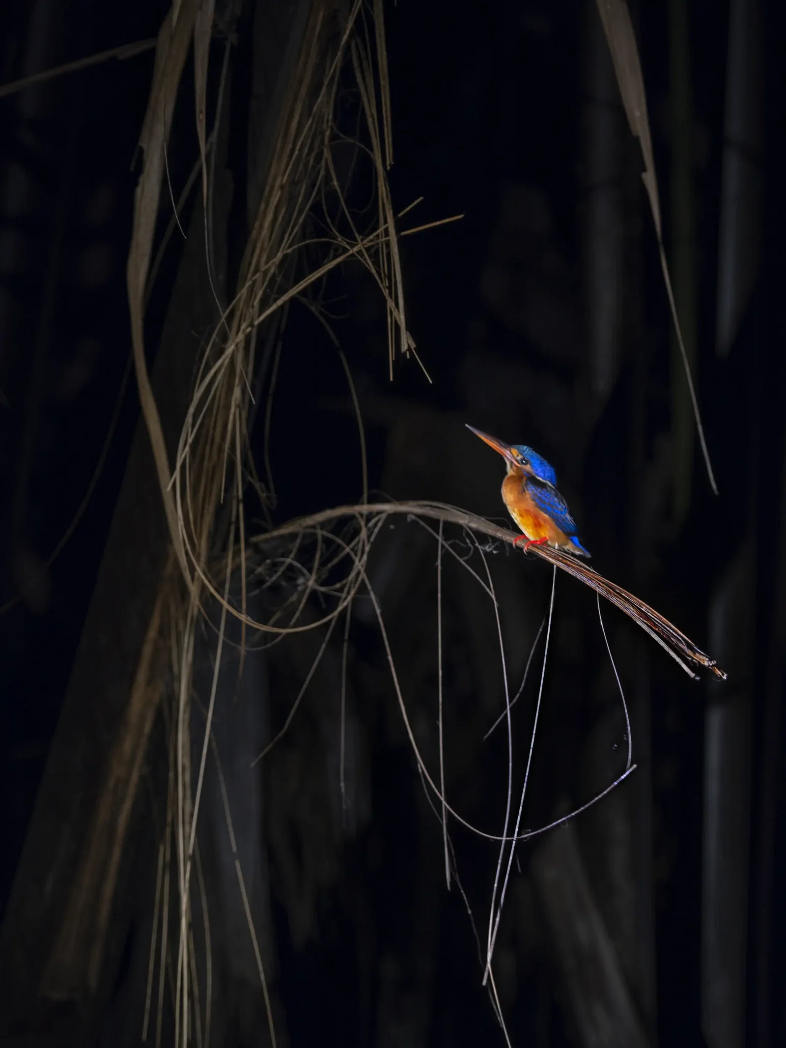 Photography project by Jay Dickman