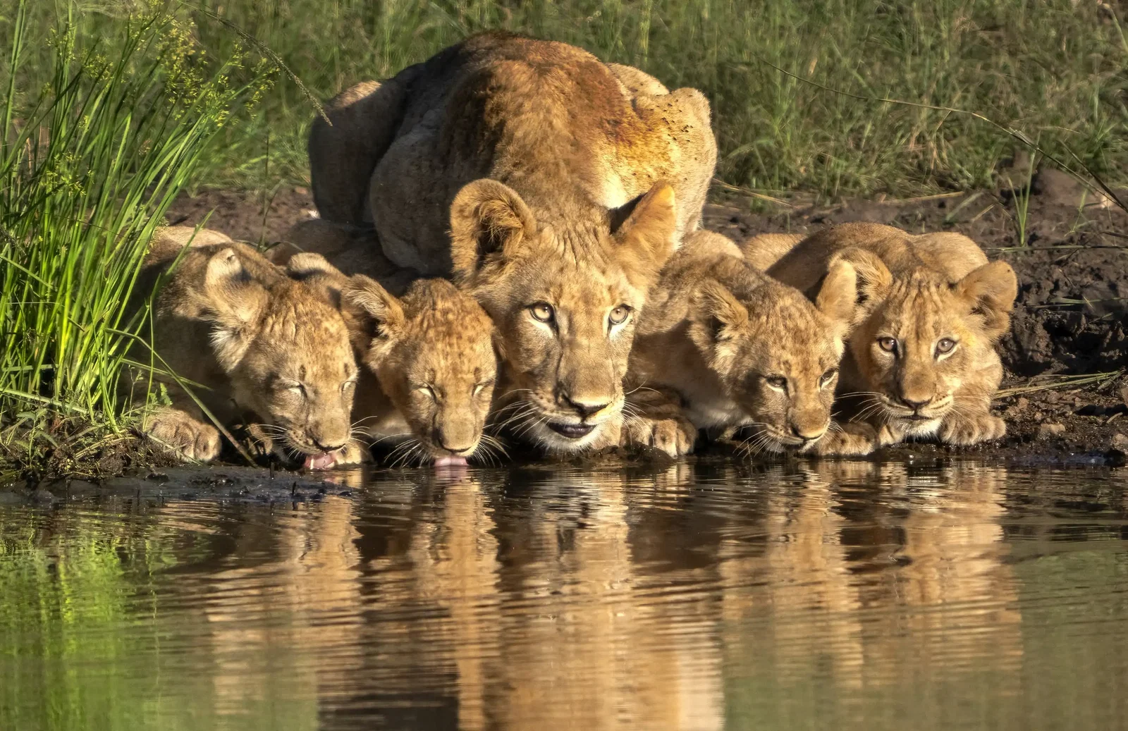 Photography project by Jay Dickman