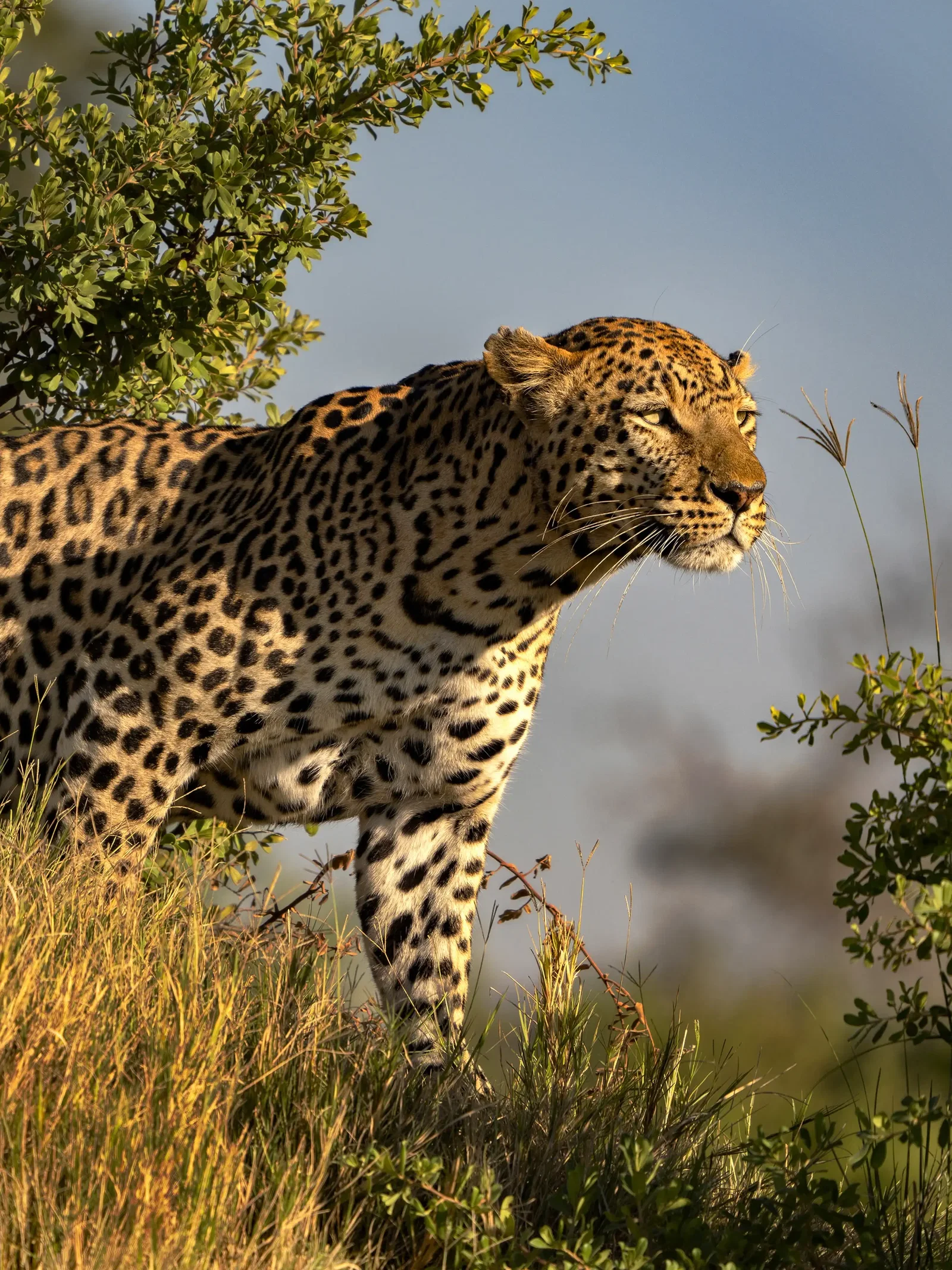 Photography project by Jay Dickman